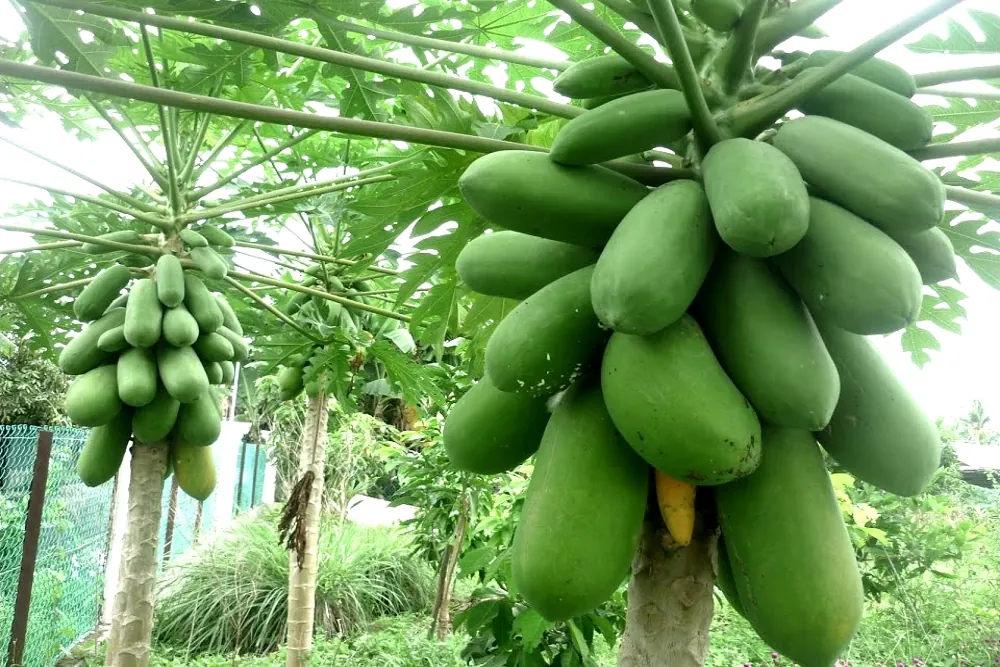 bio green product