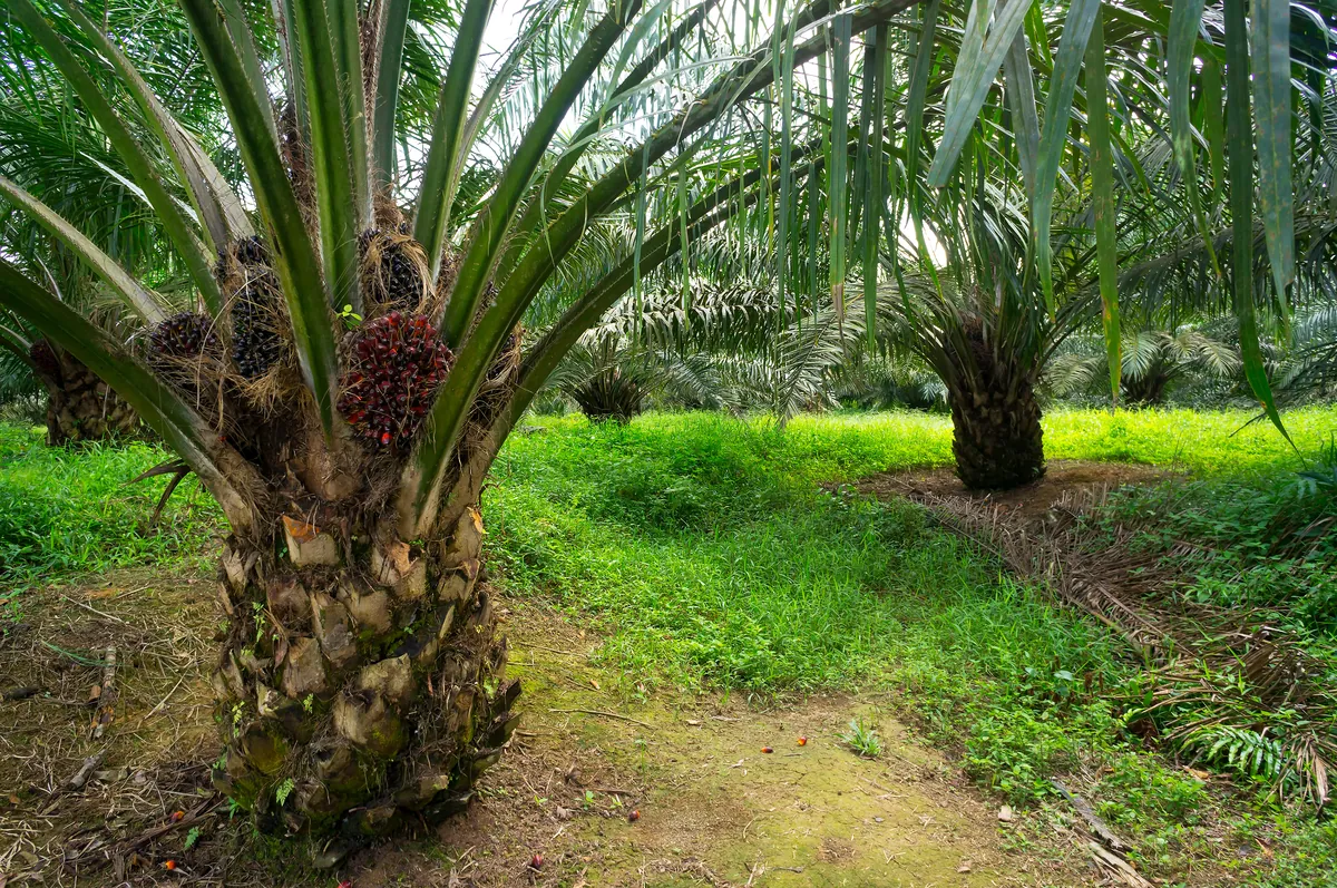 why ibg biofertilizer