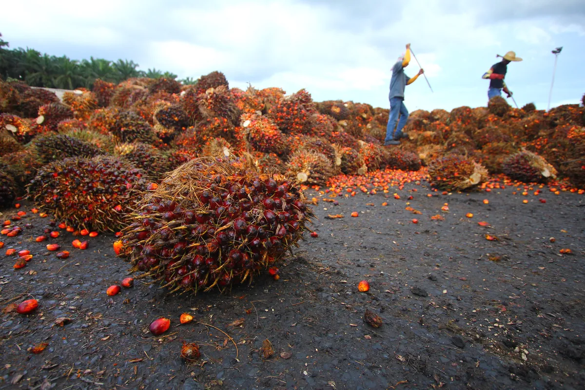 why ibg biofertilizer